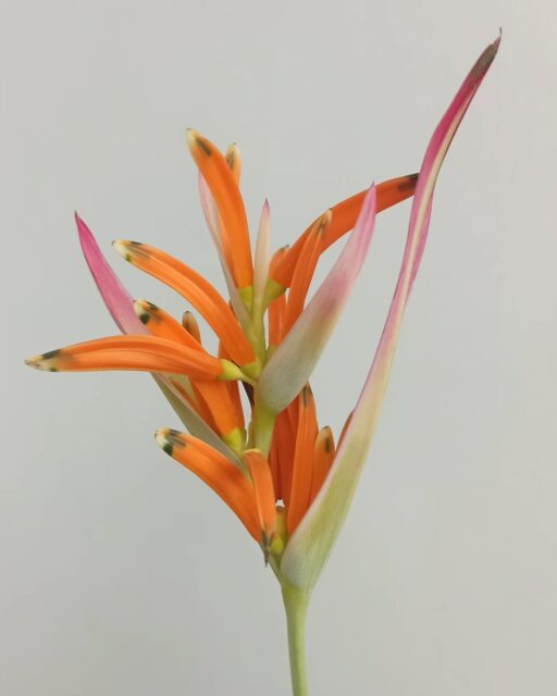 Showstopper. #august #flowers #singapore