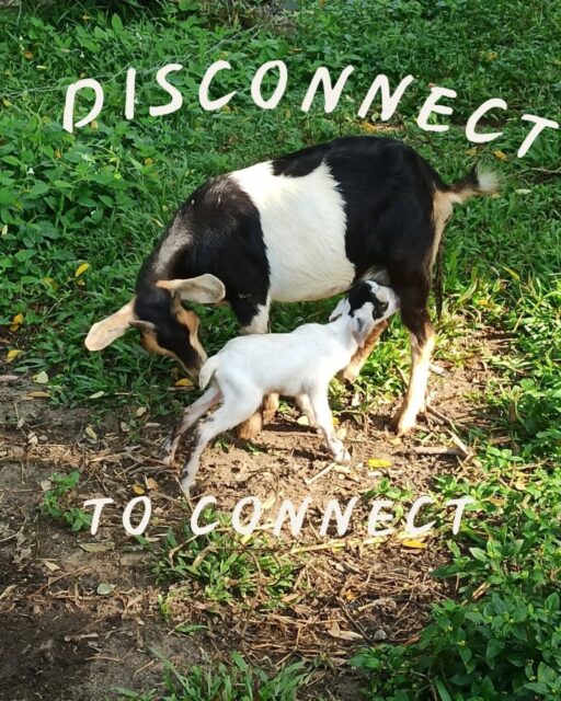 Always amazed by how time spent in nature flies by so quickly. In the midst of witnessing a new birth, discovering the growth of plants in a new season and catching up on relationships we value, we disconnected with what's unimportant and truly connected with what creates meaning in our lives.
To experience flow in what we do is to be completely absorbed in the task. Our minds are focused on the present - not on the past or on the future...and not on the digital world!
Will you take a moment to disconnect as well? 🌴