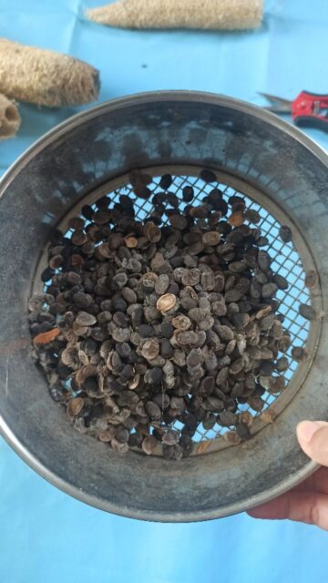 It was a meditative morning as we peeled and shook loofahs to save the seeds before washing and drying them. Then comes sorting the seeds - do this in a well ventilated space outside!