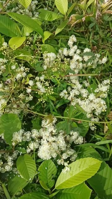A new find on a familiar land. Turn up the volume for a beautiful buzz!