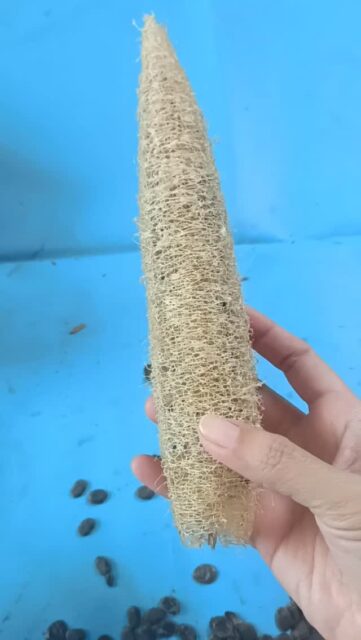 Saving seeds from a cute-sized loofah. One becomes a hundred!!